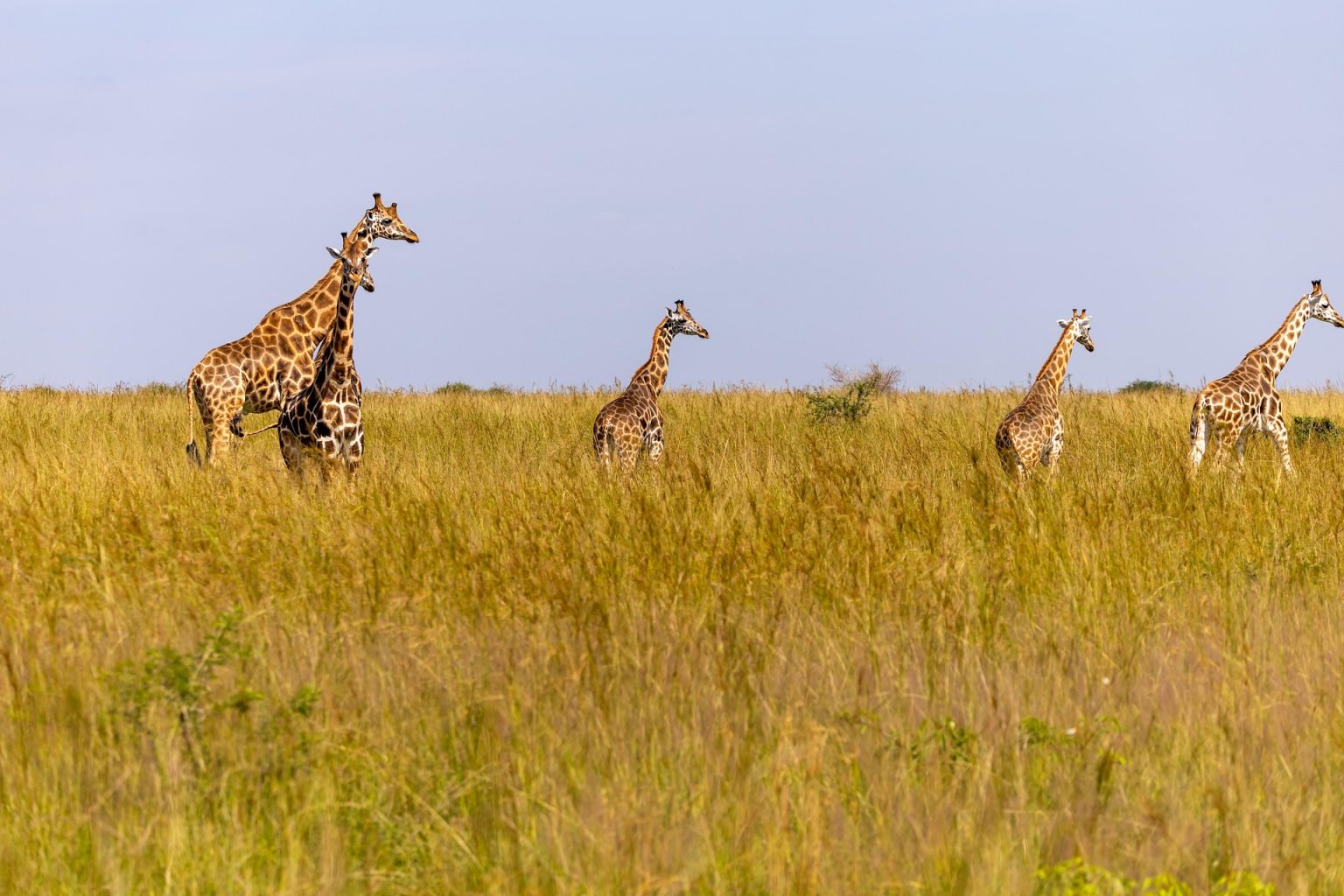 National Parks & Wildlife