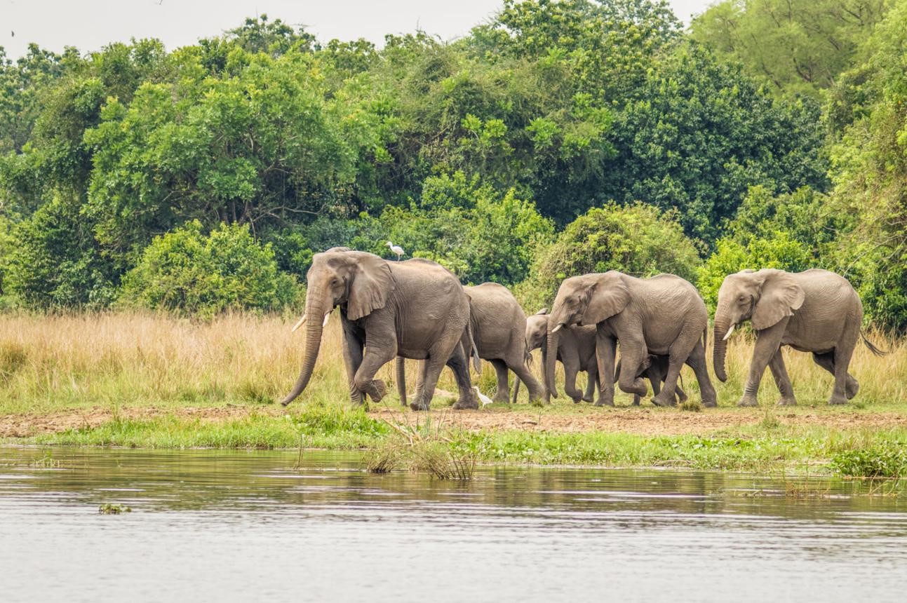 Murchison Falls National Park