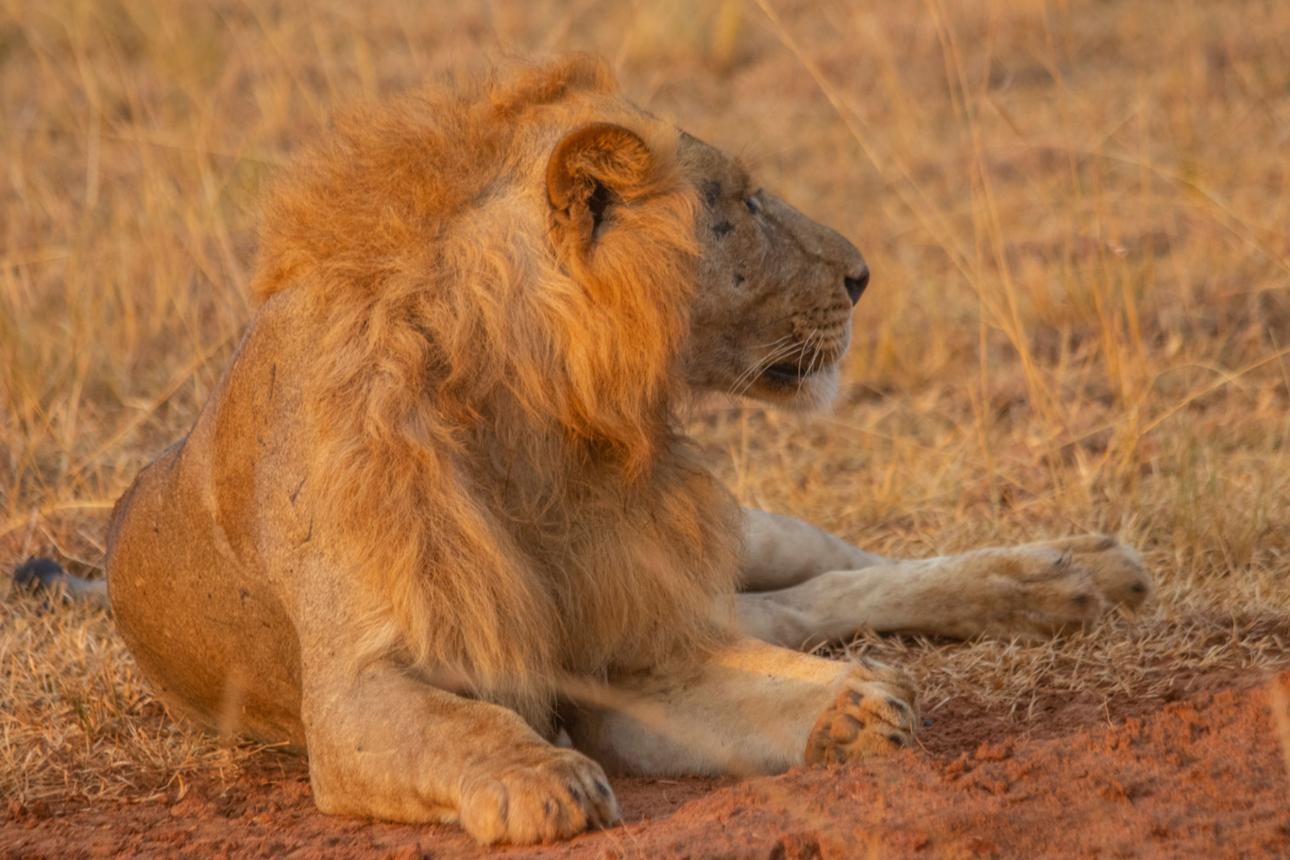 Murchison Falls National Park
