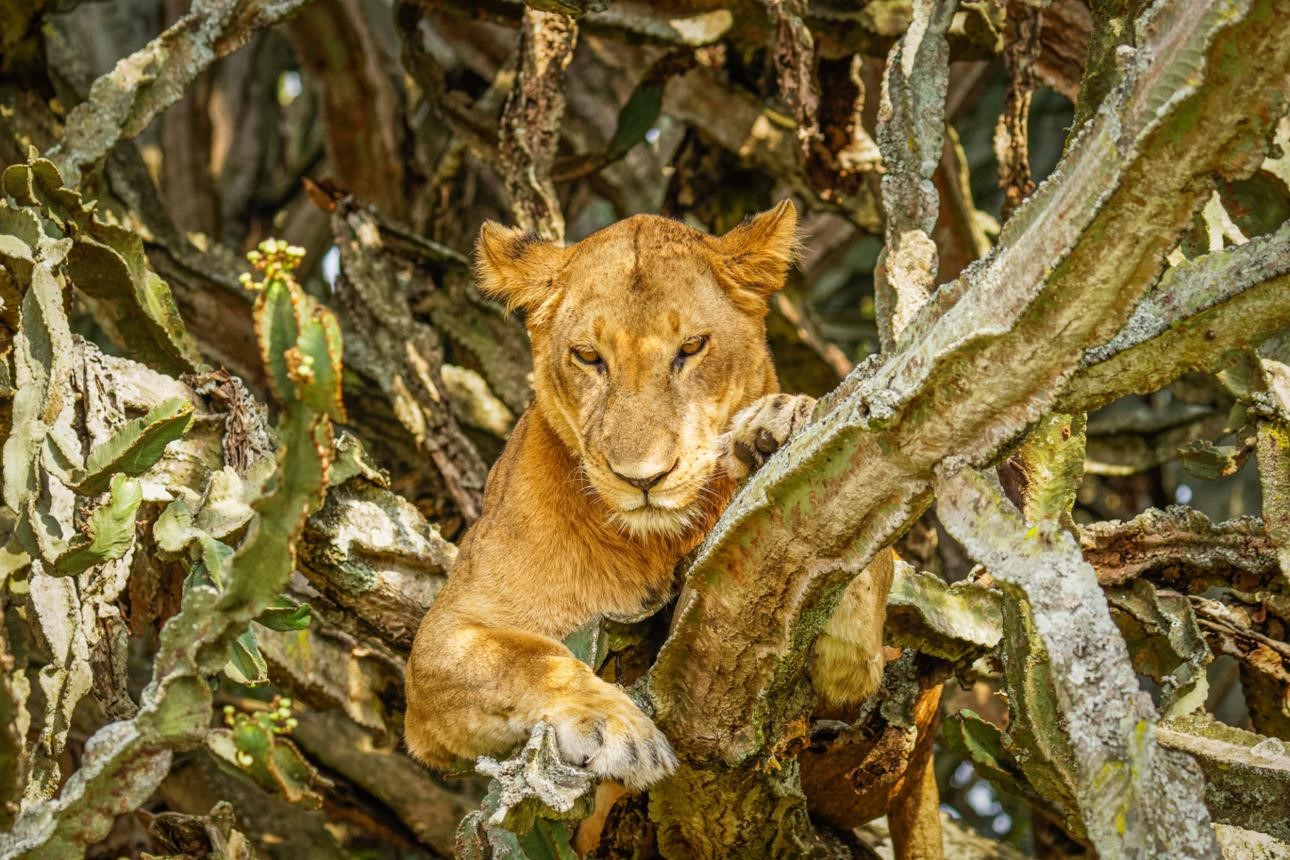 Queen Elizabeth Wildlife & Chimp Trek