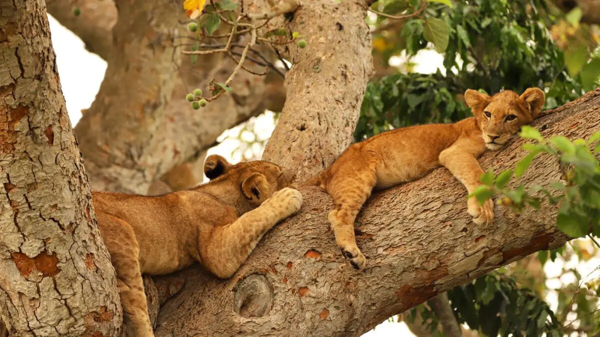 Tree-Climbing Lions and Chimp Treks: What Makes Queen Elizabeth National Park Special