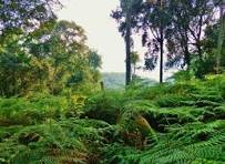 Bwindi Impenetrable Forest National Park