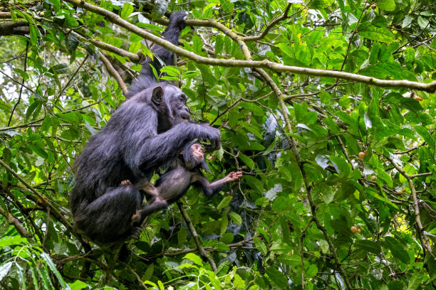 Kibale Forest National Park