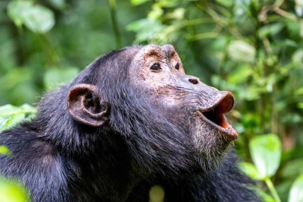 Chimpanzee Tracking