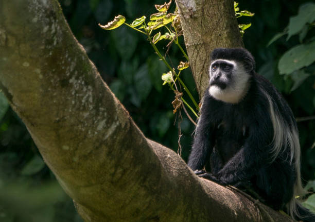 Incredible Primate Diversity