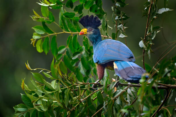 Birdwatching
