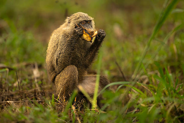 Bigodi Wetland Sanctuary