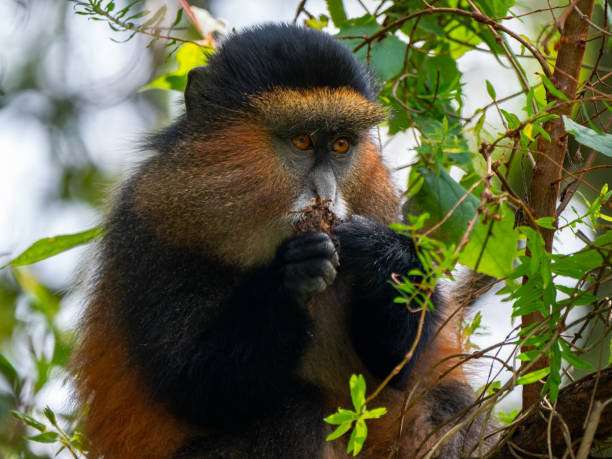 Mgahinga National Park