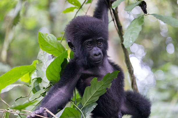 Mountain Gorilla Trekking
