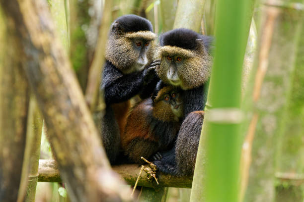 Golden Monkey Tracking