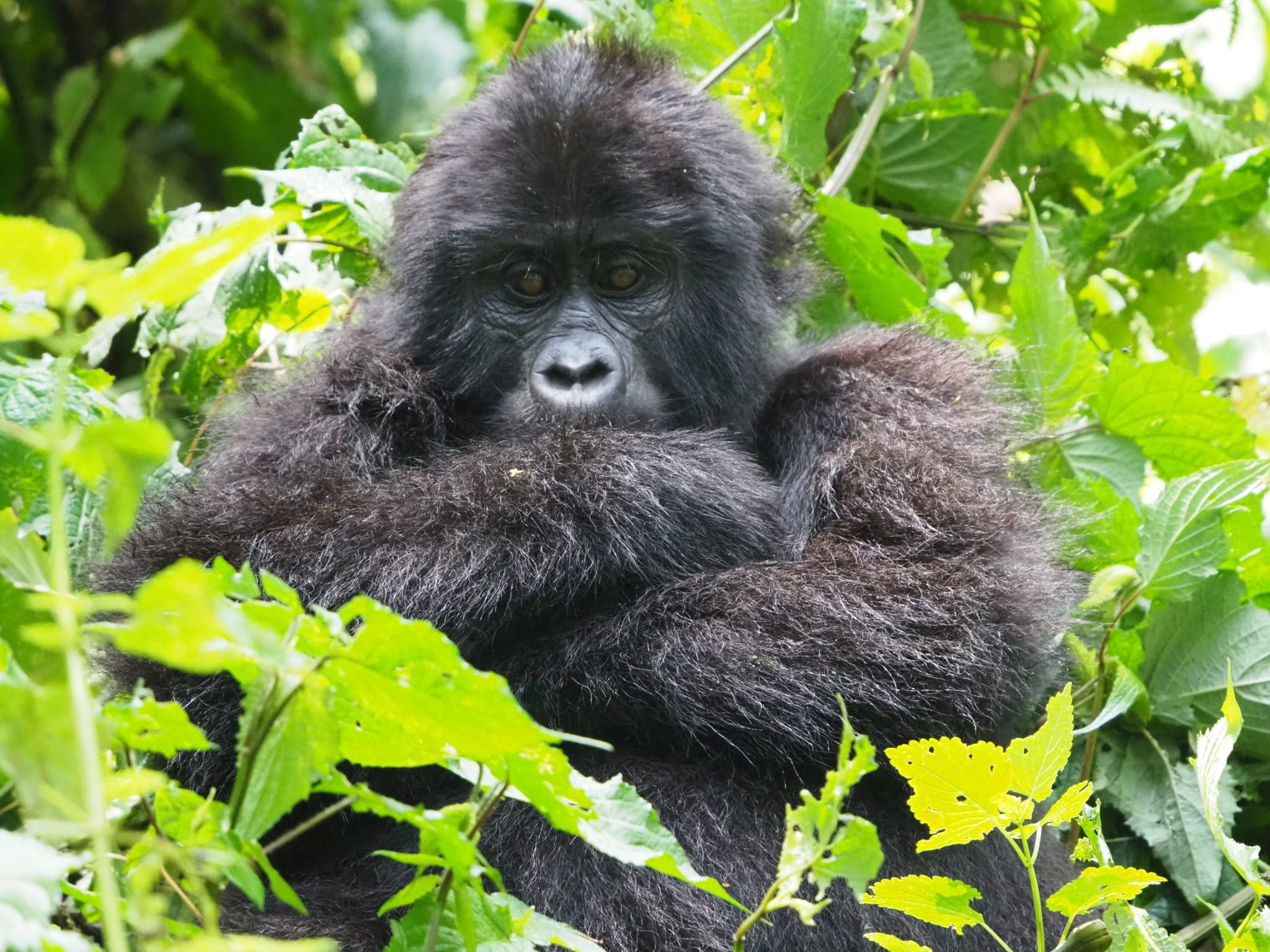 The Ultimate Primate Experience